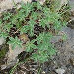 Potentilla alchemilloides Други