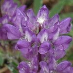 Lupinus formosus Flor