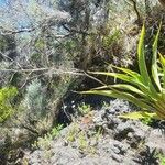 Cordyline mauritiana Blad