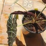 Alocasia sanderianaΦύλλο