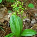 Liparis loeselii Flower