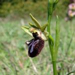 Ophrys incubacea Blomma