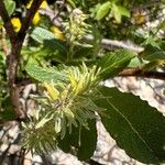 Salix laggeri Fleur