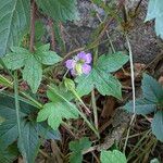 Geranium nodosum Habitat