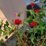 Verbena peruviana Λουλούδι