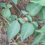 Solanum dulcamara Levél