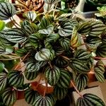 Peperomia albovittata Ліст