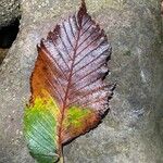 Ulmus laevis Leaf