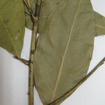 Endlicheria pyriformis Máis