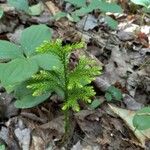 Lycopodium dendroideum Blatt