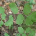 Adiantum poiretii Φύλλο