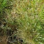 Festuca filiformis List