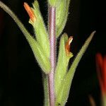 Castilleja minor Rinde