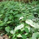 Circaea lutetiana عادت داشتن