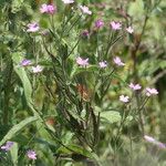 Epilobium palustre Owoc