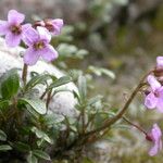 Cardamine loxostemonoides Συνήθη χαρακτηριστικά