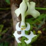 Cryptopus elatus Flower