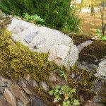 Mycelis muralis Plante entière