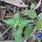 Coccocypselum hirsutum Leaf