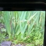 Juncus ensifolius Lapas