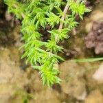 Crassula alata Blatt