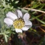 Achillea pyrenaica