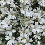 Cerastium biebersteinii Квітка