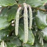 Garrya elliptica Çiçek