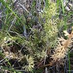 Selaginella neocaledonica অভ্যাস