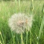 Tragopogon dubius Fruit