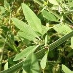 Chenopodium albumLeaf