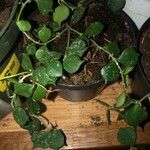Hoya curtisii পাতা