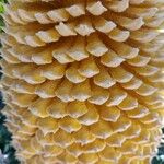 Cycas revoluta 花