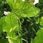 Malcolmia maritima പുറംതൊലി