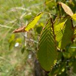 Acer carpinifolium Likasa