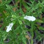 Stachys glutinosa Flower