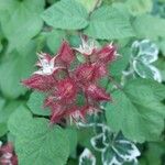 Rubus phoenicolasius Frucht