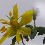 Larrea tridentata Flower