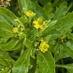 Ranunculus sceleratus Flower