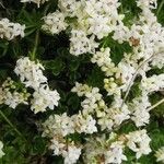 Galium saxatile Flor