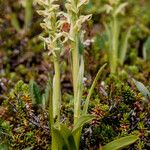 Platanthera hyperborea Floare