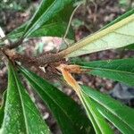 Aniba williamsii Leaf