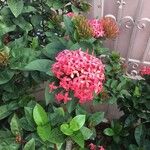 Ixora coccineaFleur