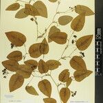 Smilax menispermoidea Other