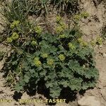 Alchemilla cinerea Plante entière