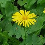 Doronicum orientale Fula