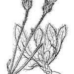 Pilosella faurei Otro