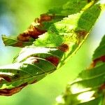 Ulmus americana Blatt