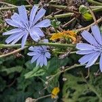 Cichorium endivia Blüte