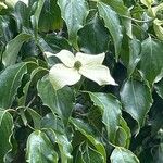 Cornus hongkongensis Flors